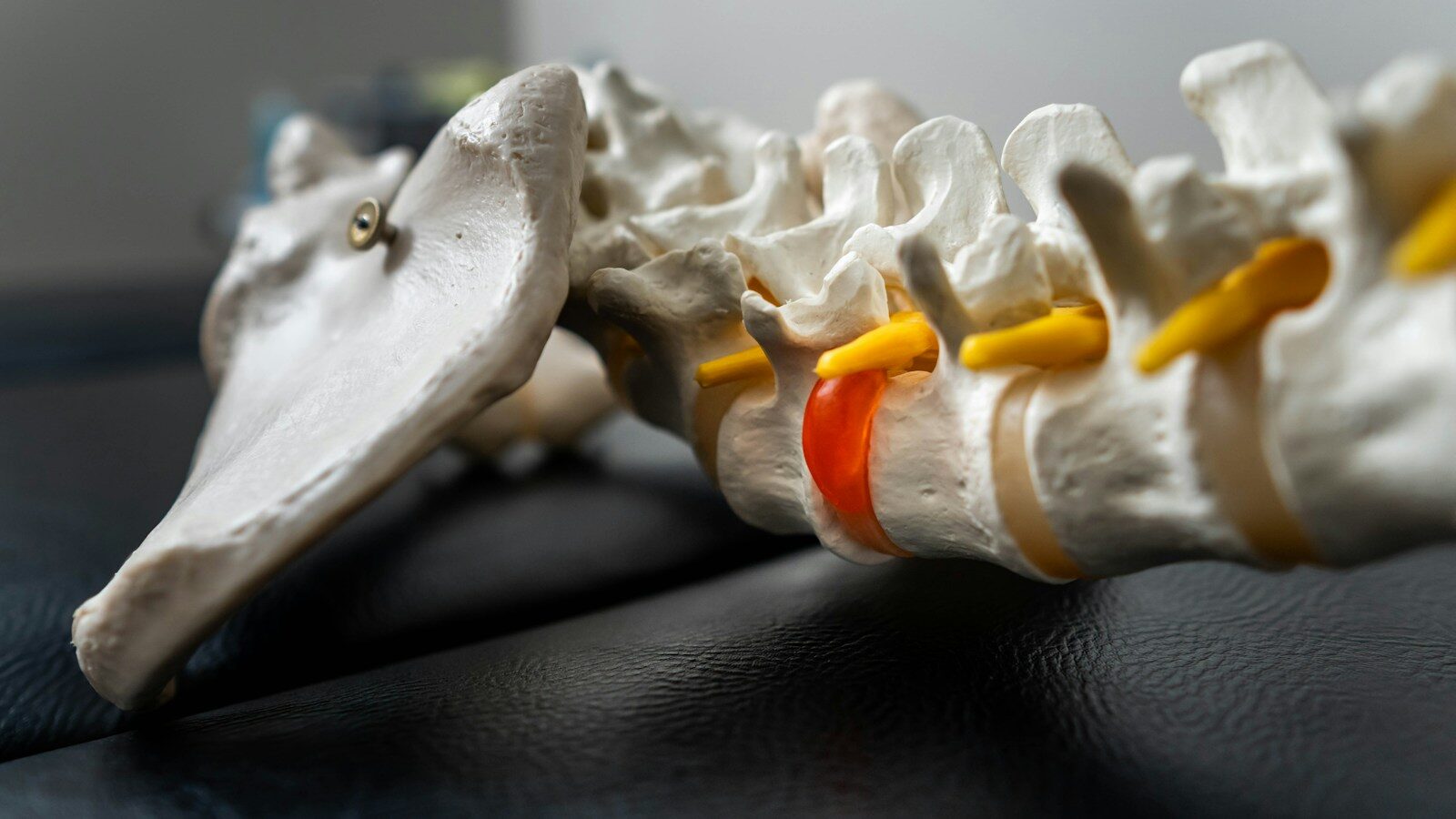 Close-up of a human spine model with red disc